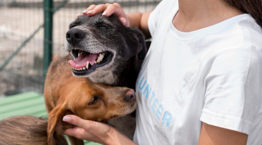 wD1iaMmoK4M25QtT0Dvbr3woman-playing-with-cure-rescue-dogs-shelter wD1iaMmoK4M25QtT0Dvbr3woman-playing-with-cure-rescue-dogs-shelter